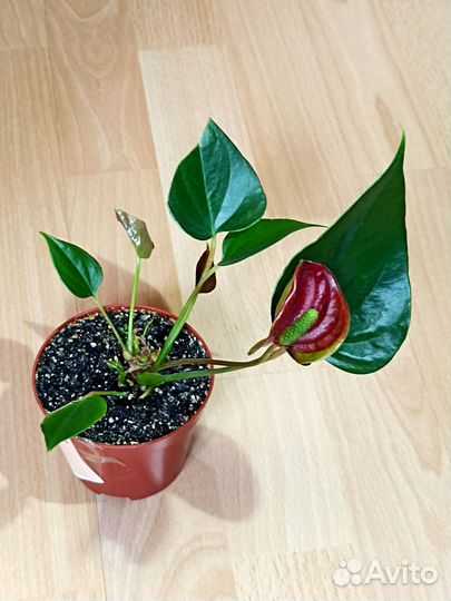 Антур Dynamit Антевекс Фиорино Саксесс Самора Зизу