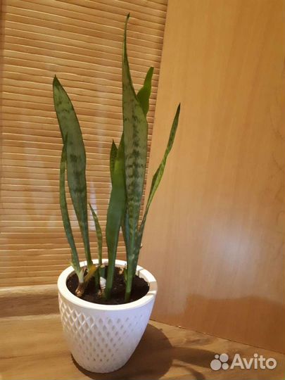 Сансевиерия,щучий хвост