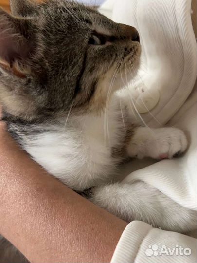 Котенок в добрые руки