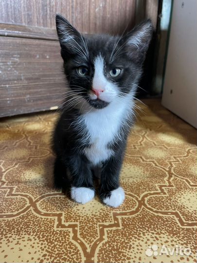 Котенок турецкой ангоры