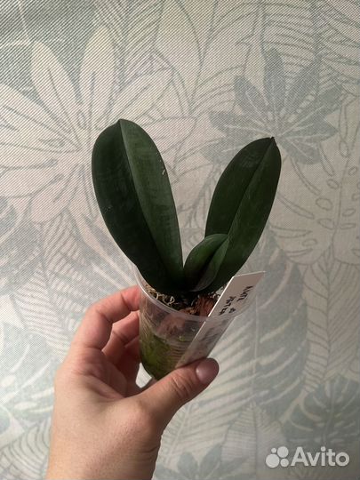 Орхидея фаленопсис Little Gem Stripes