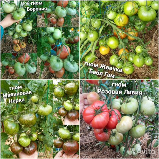Семена томатов проект 