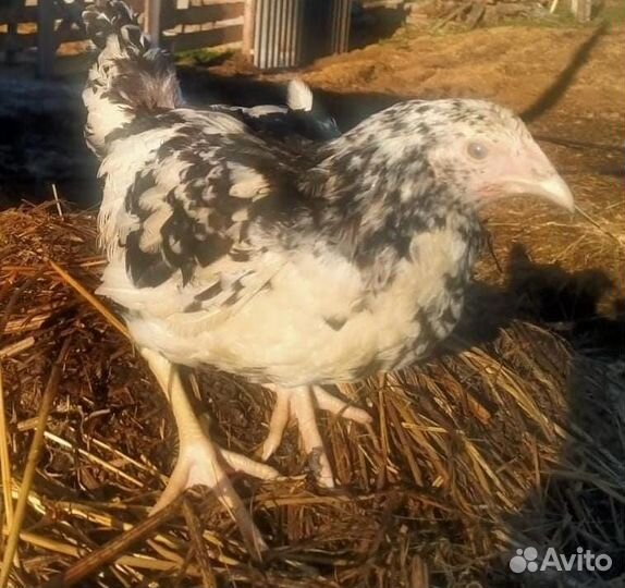 Куры молодки несушки домашние