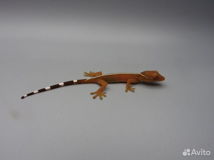 Полосатый геккон - Gekko vittatus