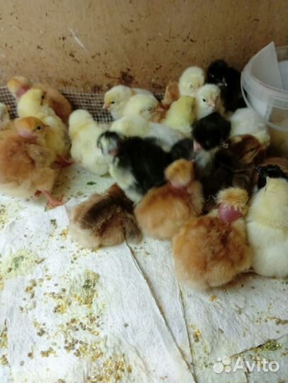 Суточные цыплята