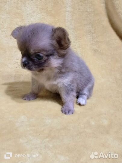 Кукольные чишки