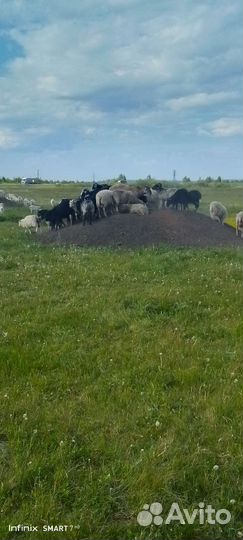 Баран на Гурбан Байрам