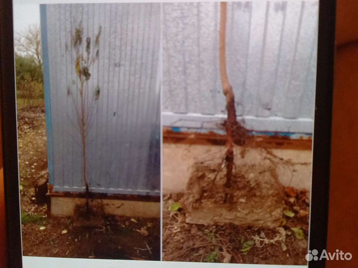 Продам саженцы абрикоса'персика'