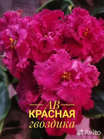 Детки сортовых фиалок