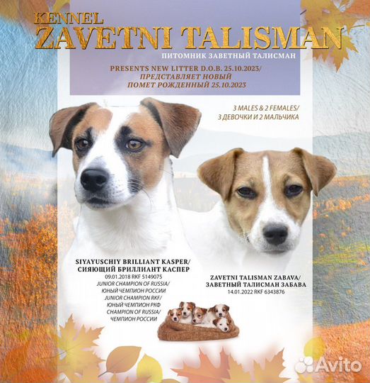 Щенки джек рассел терьер гладкошерстный