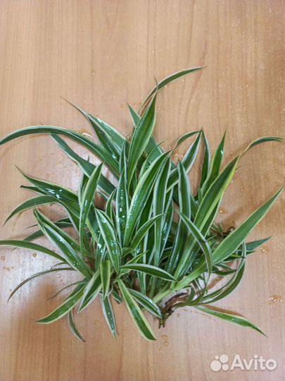 Хлорофитум