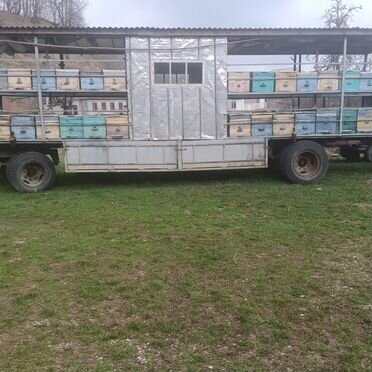 Пчелы и улья