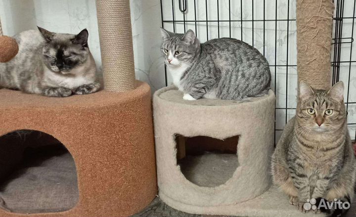 Котик Тимоша