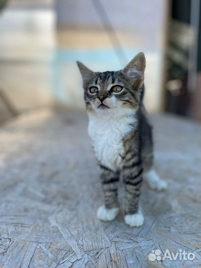 Котята мышеловки