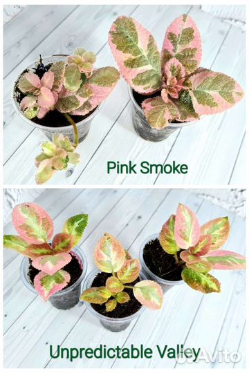 Эписции сортовые