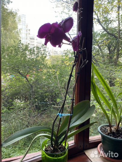 Орхидея фаленопсис