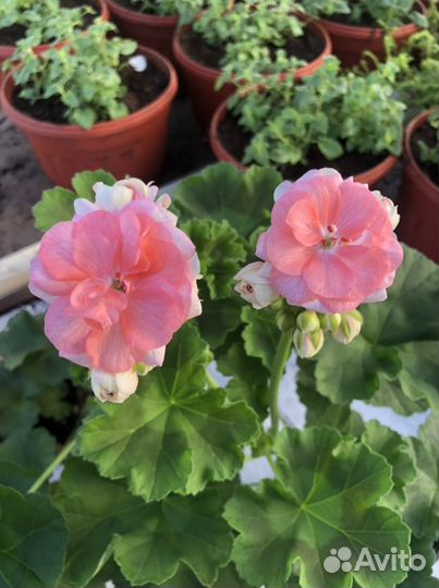 Пеларгония герань Astrid