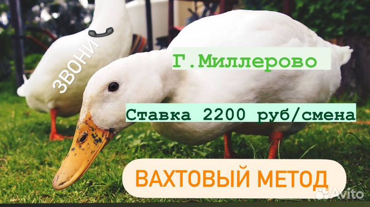 Вахта разнорабочие Птицефабрика Миллерово