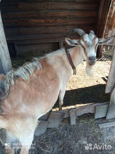 Коза дойная