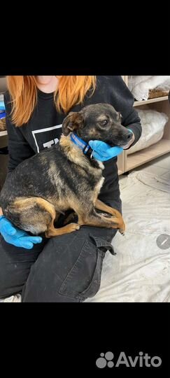 Собака в добрые руки