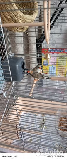 Зебровые амадины