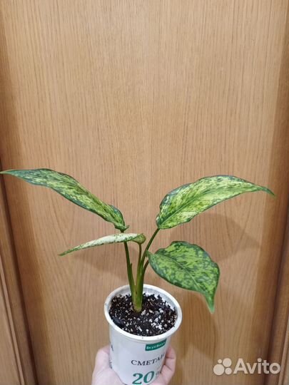 Аглаонема, Хамедорея, драцена