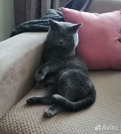 Кот для вязки