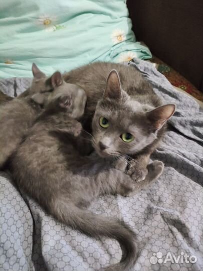 Кошечка в добрые руки