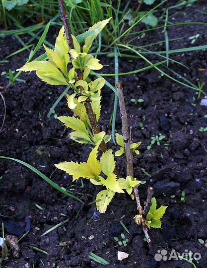 Саженцы декоративных растений