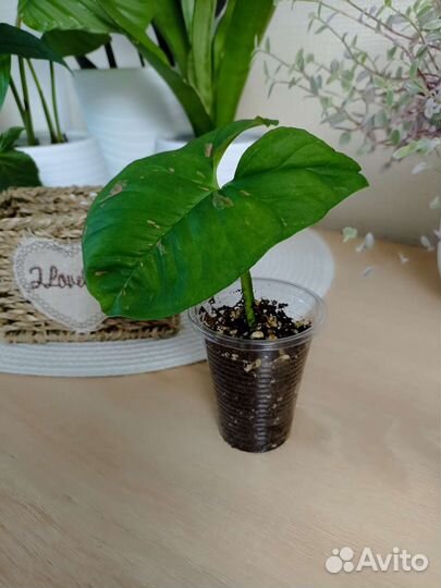 Сингониум Pink Splash