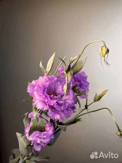 Эустома оптом