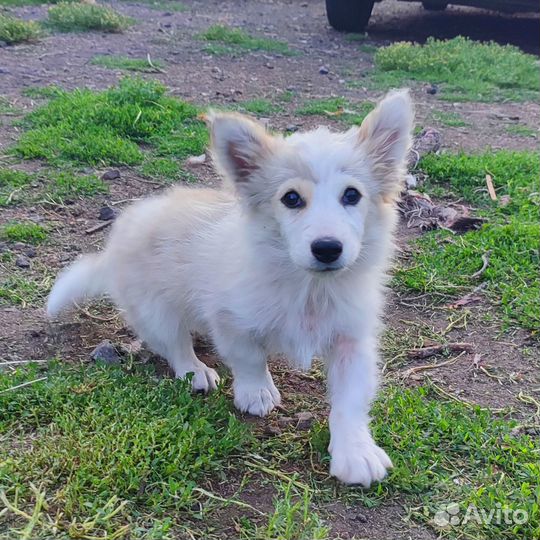 Щенки бесплатно