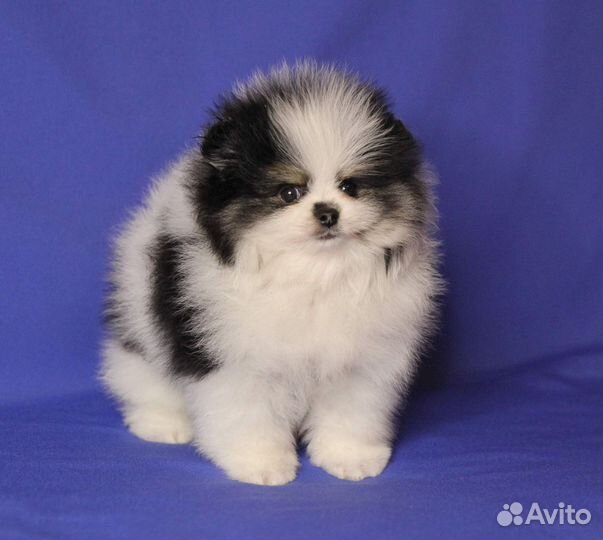 Щенок шпица - панда