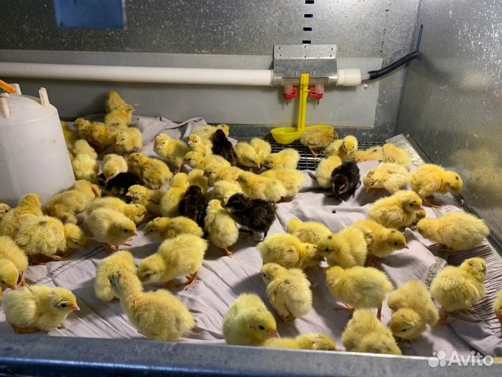 Перепела, инкубационные яйца