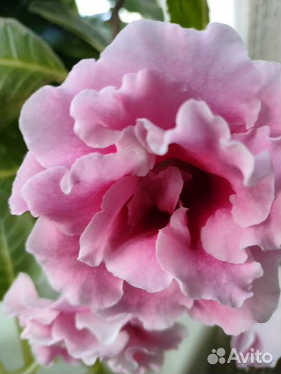 Глоксиния махровая