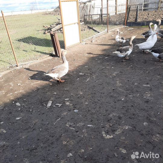 Гуси домашние