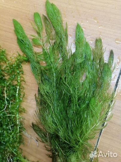 Растения для аквариума живые