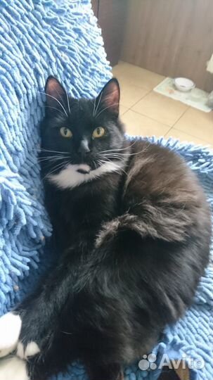 Котик в добрые руки