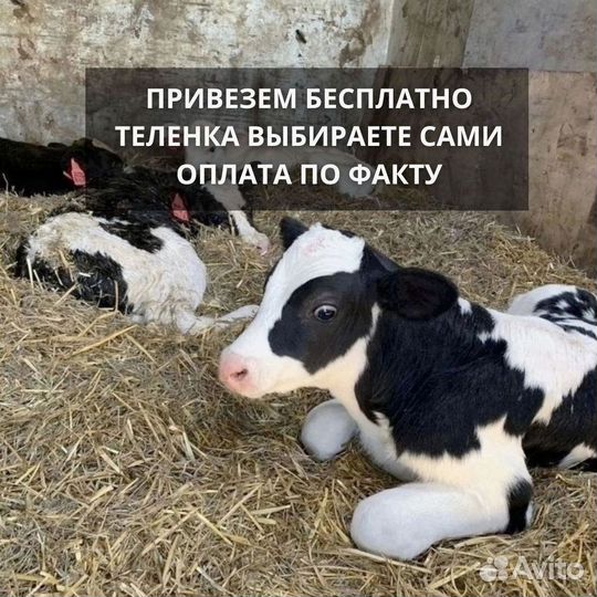 Бычки телята на откорм