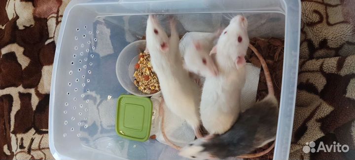 Кормовые мыши голыши