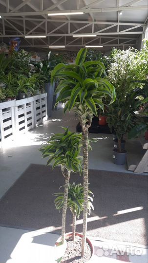 Комнатные растения цветы