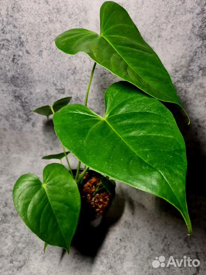 Антуриум Шампань