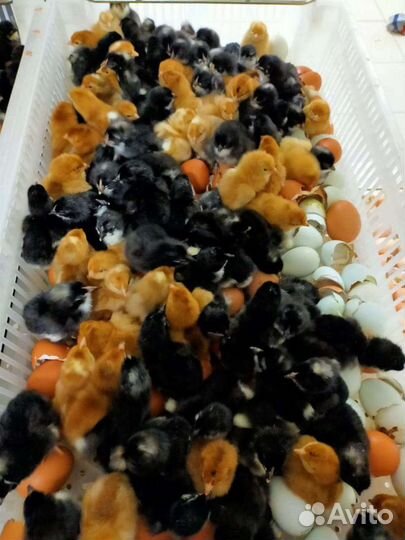 Инкубаторий 