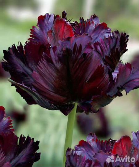 Тюльпан попугайный Блэк Перрот