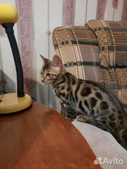 Бенгальский котик