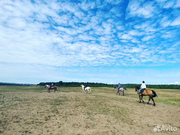 Конные прогулки