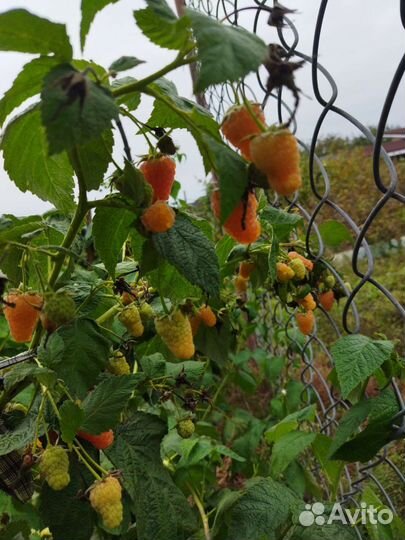 Саженцы ремонтантной малины 4 сорта