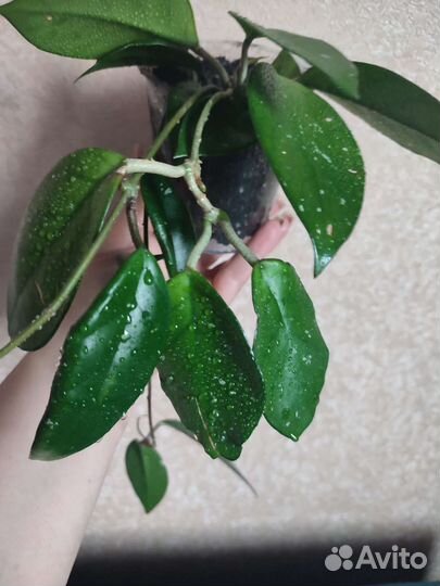 Хойя карноза