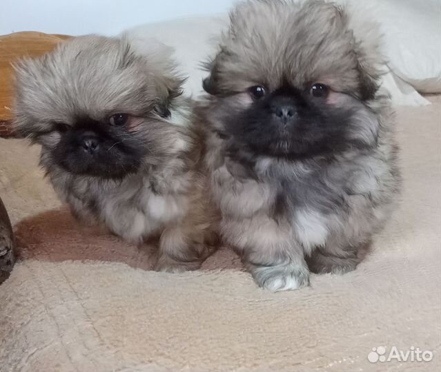 Щенки пекинеса