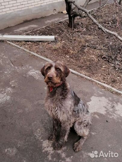 Вязка дратхаара